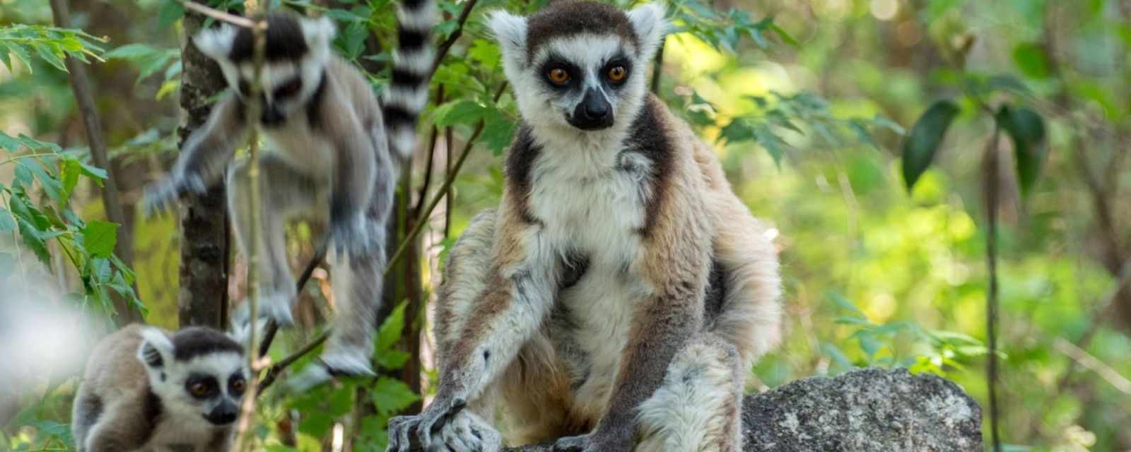 Ring-Tailed Lemurs in the Village Anja