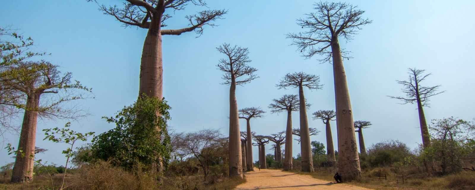 Baobabs Along the Avenue de Baobab in Madagascar
