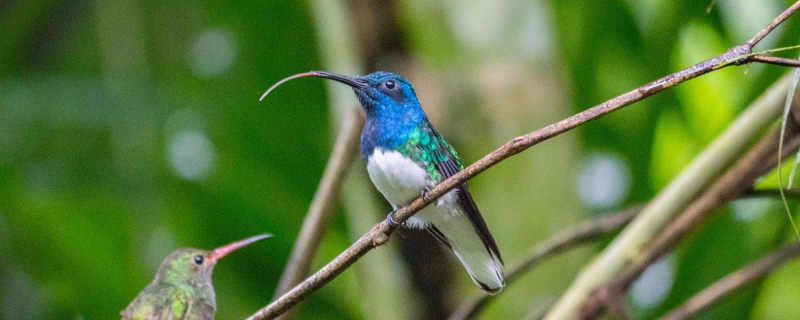 Bird Watching in Mindo - Ecuador