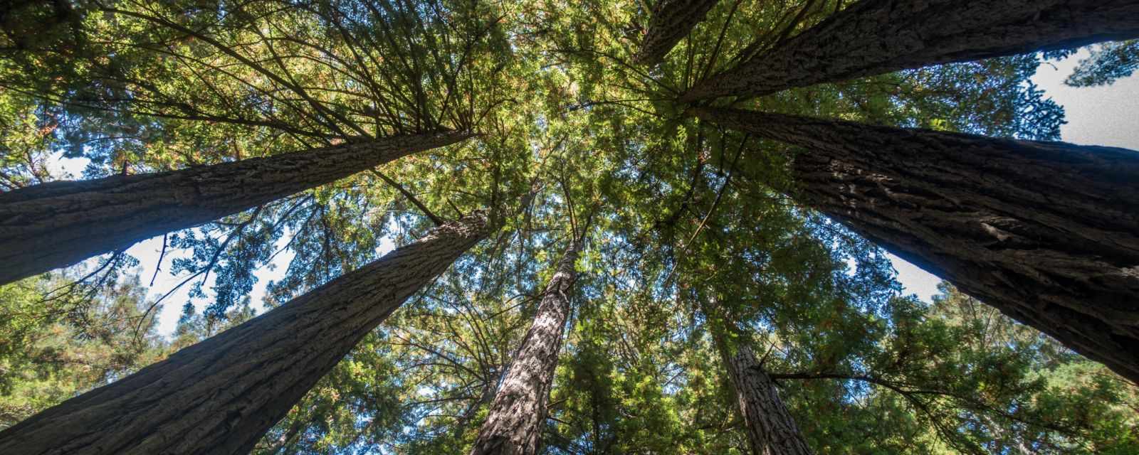 3 Hiking Trails in Muir Woods National Monument