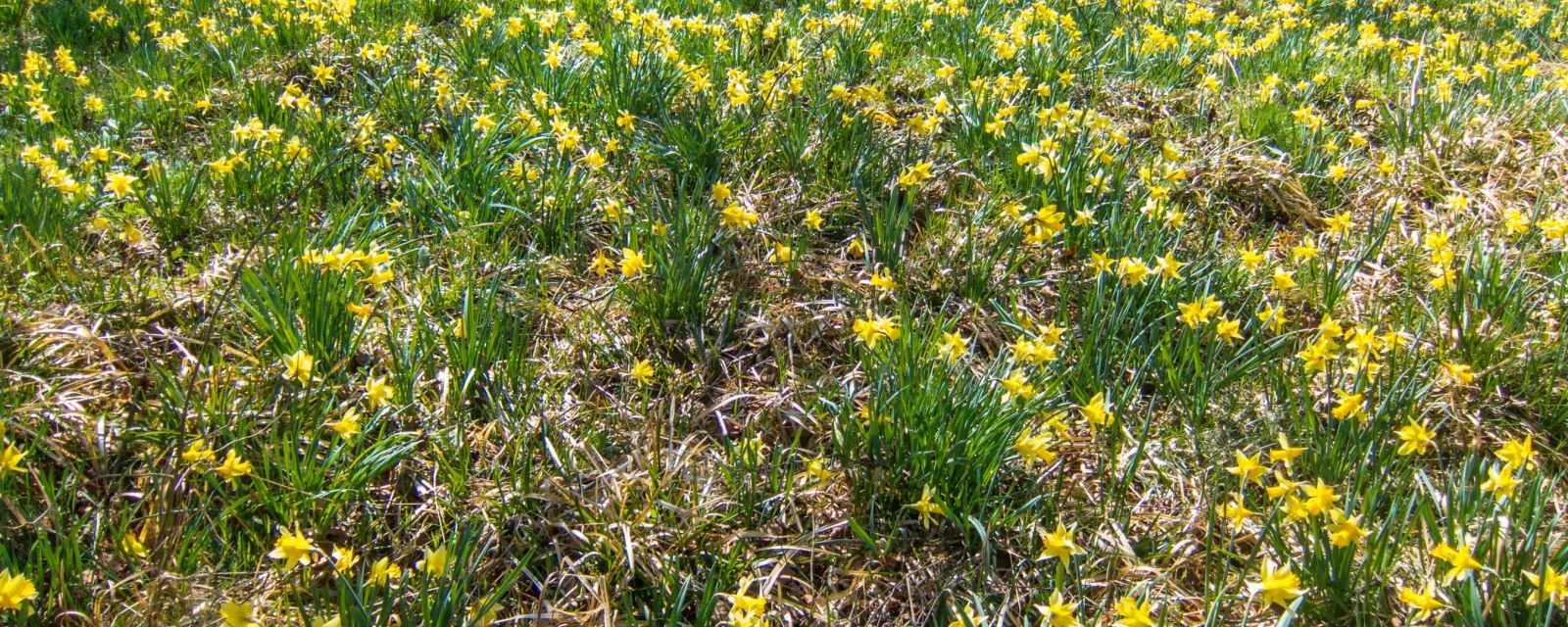 Wild Daffodil Trail and Bieley Rock