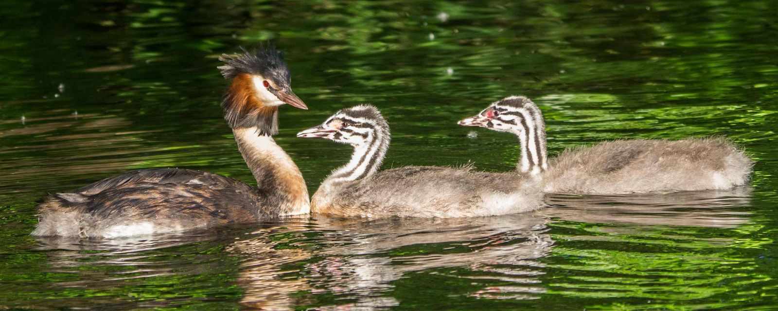 Rohrdommel-Projekt - Common Bittern Project