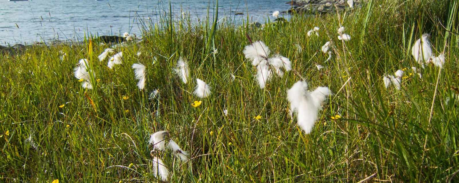 Wildflowers on the Isle of Coll