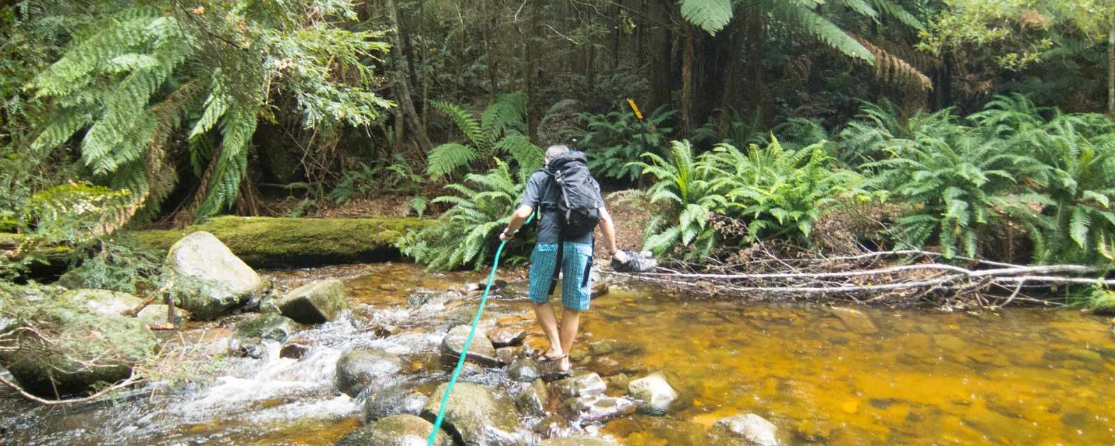 Evercreech Rainforest Hike a Hidden Gem in Tasmenia