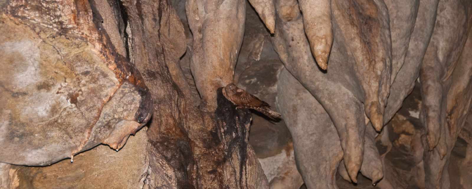 Cumaca Cave - Oilbirds - Trinidad