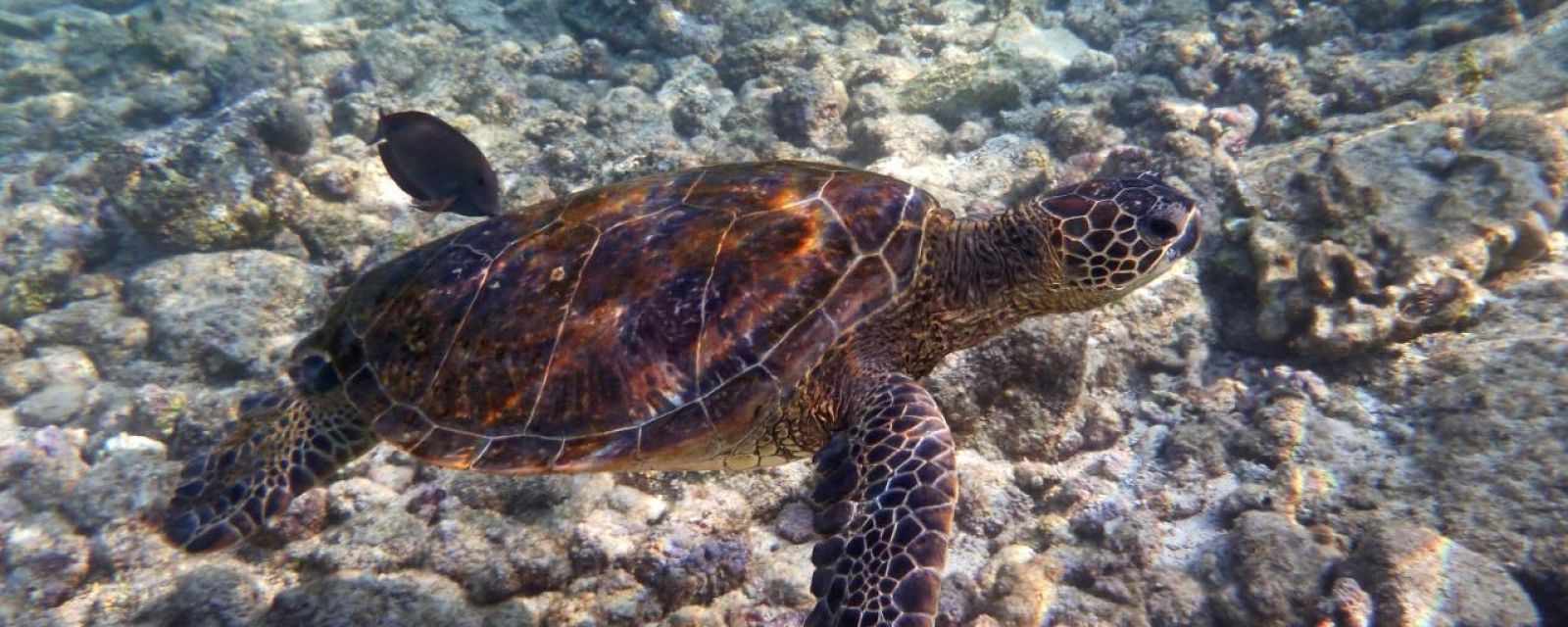 Hawaii - Big Island - Best Snorkel Spots