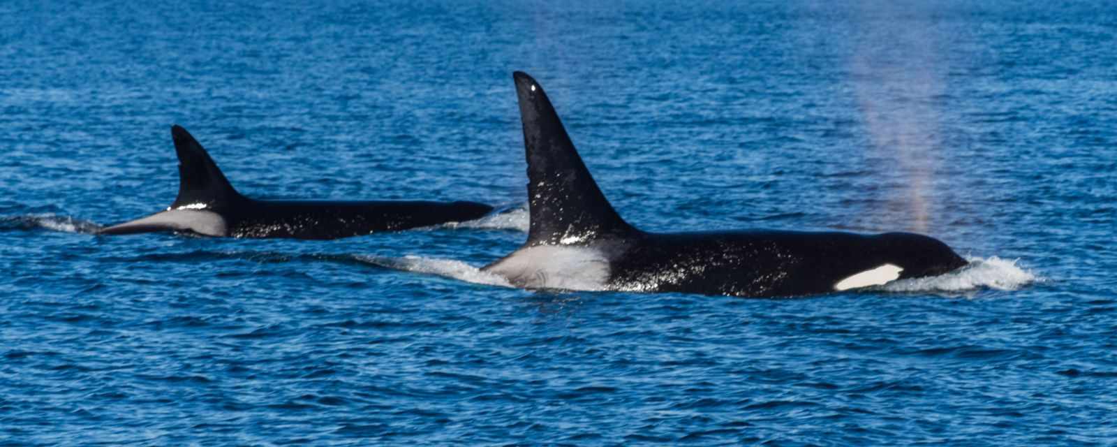 Orcas at Vancouver Island shortly before the US border