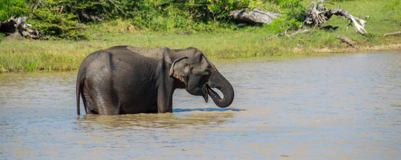 Spotting Leopards in Sri Lanka on a Safari in Yala National Park