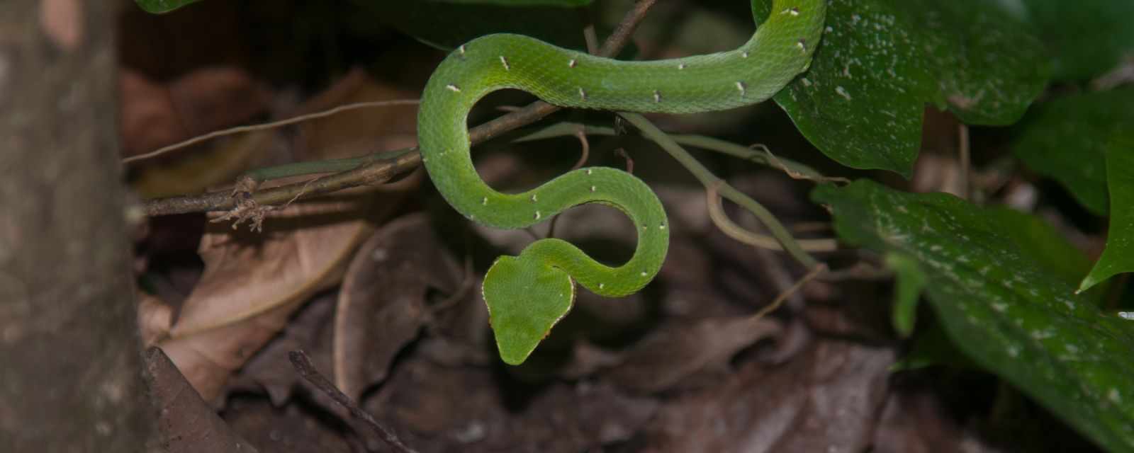 Tangkoko National Park - Nature Reserve