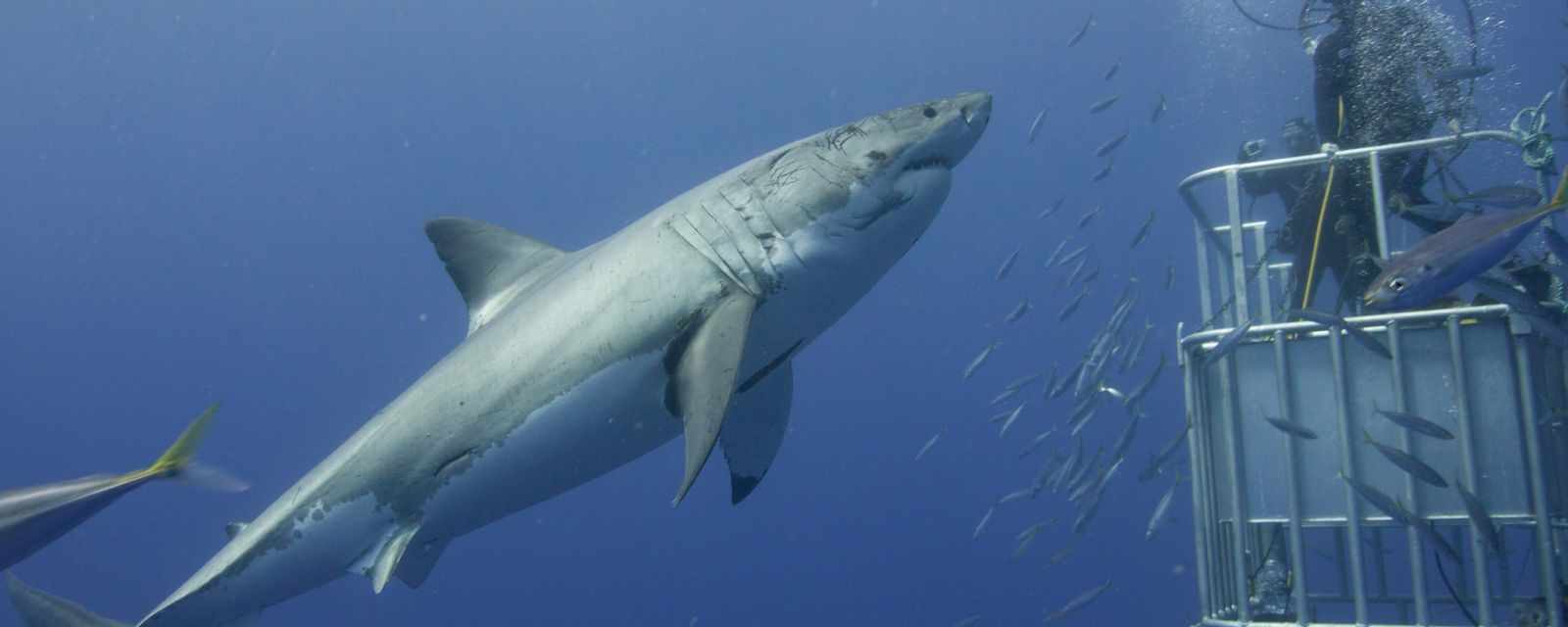 White Sharks at Guadalupe Island