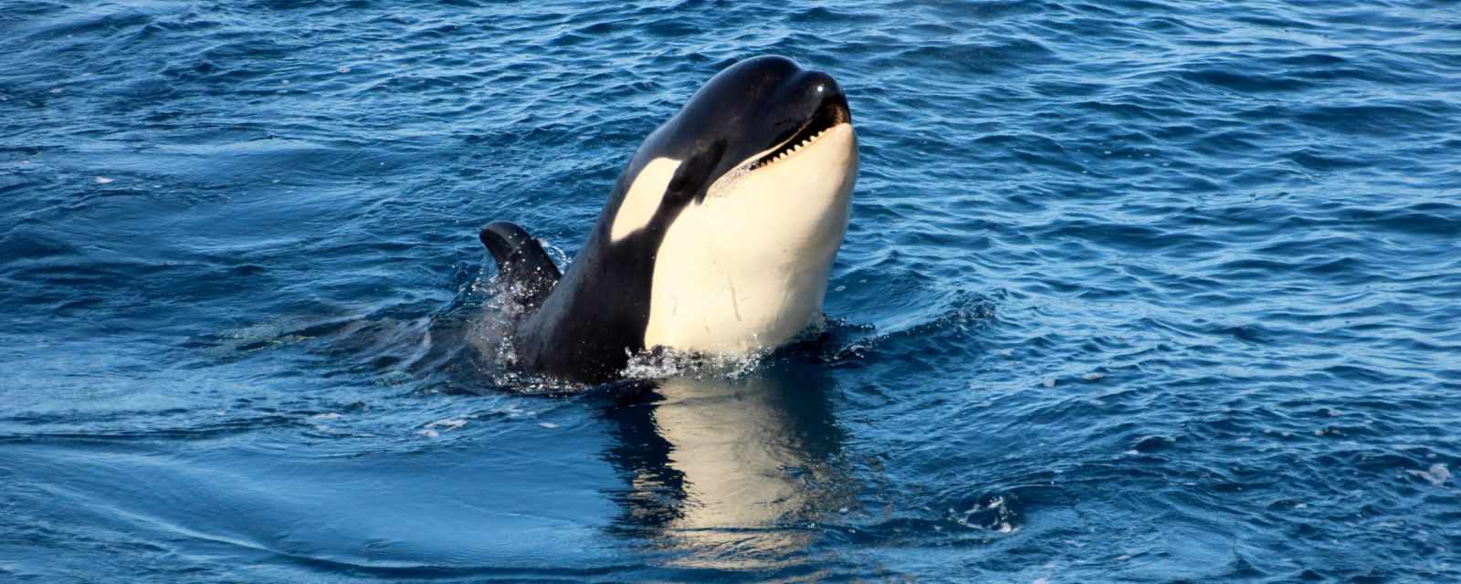 Whale and Orca Watching from Tarifa - Season and Whale Guide