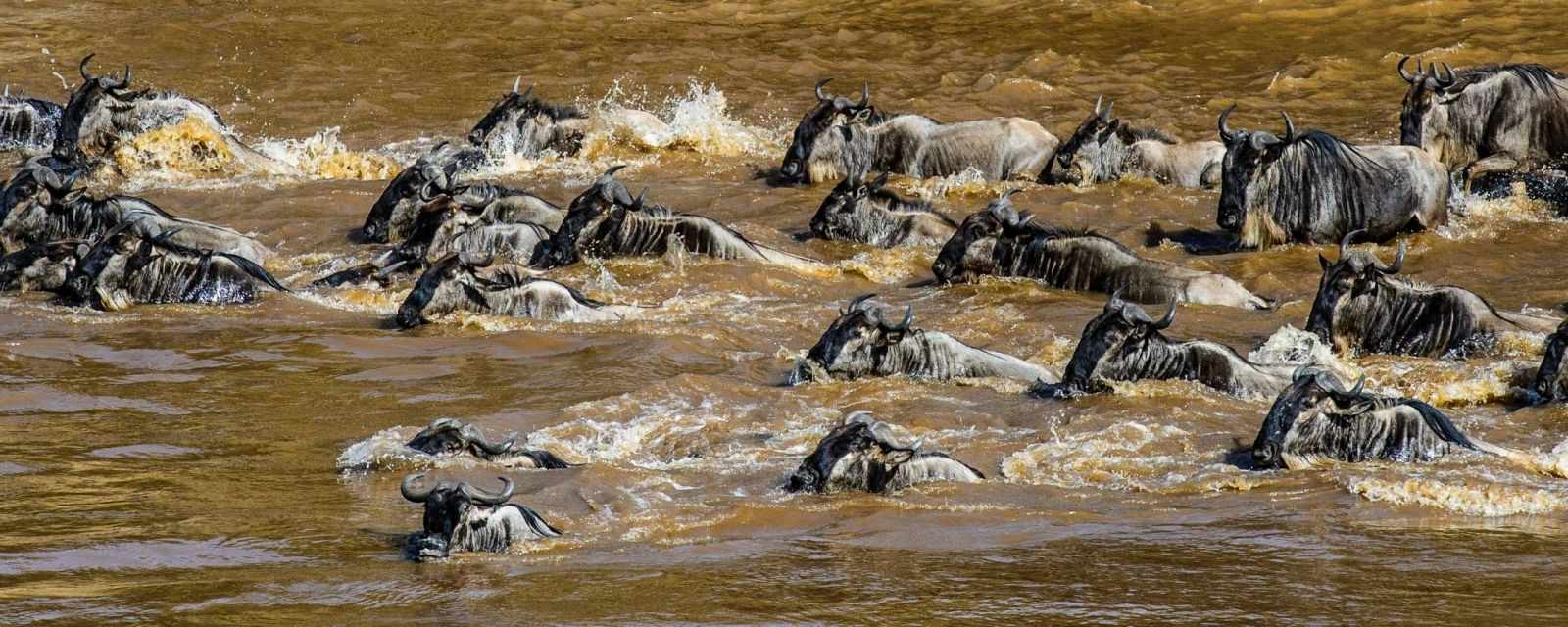 Wildebeest Migration - Masai Mara