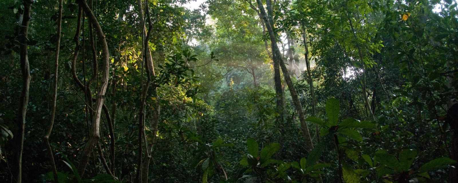 Carara National Park is a Top Spot for Macaws