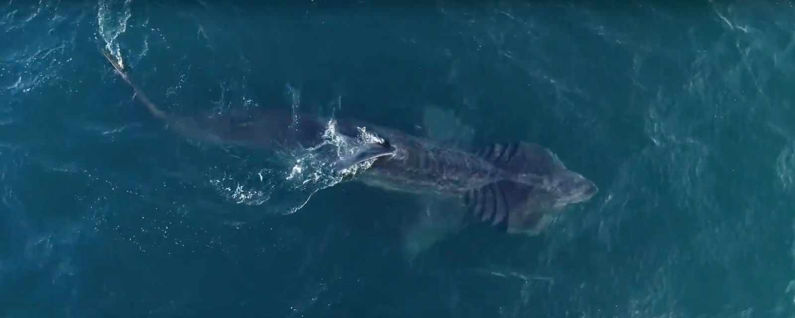 Spotting Basking Sharks in Cornwall