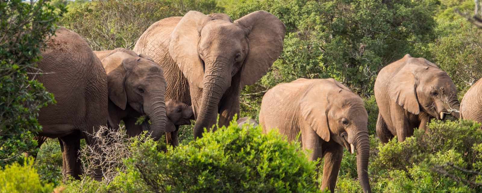 A huge herd of elephants