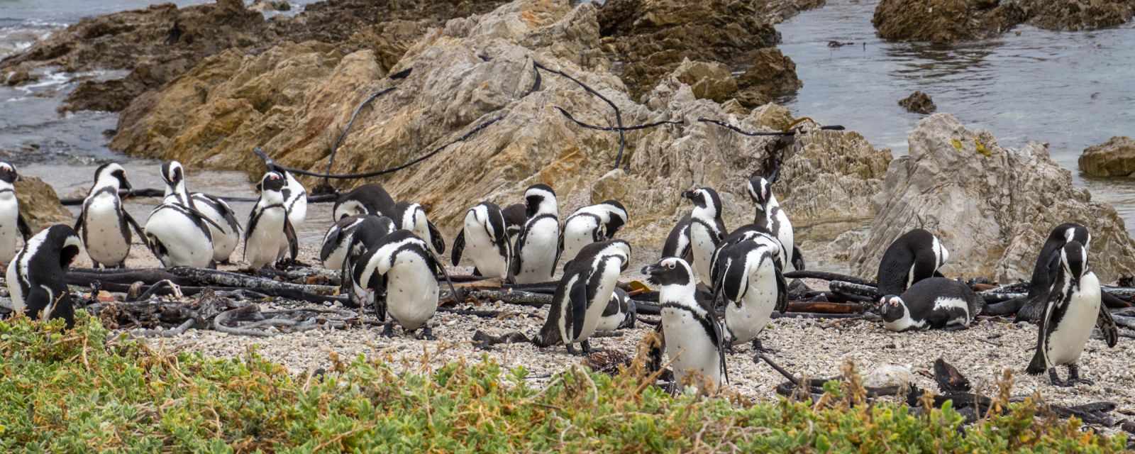 The African Penguins at Betty’s Bay - The Penguin Colony 2 Hours From Boulders Beach