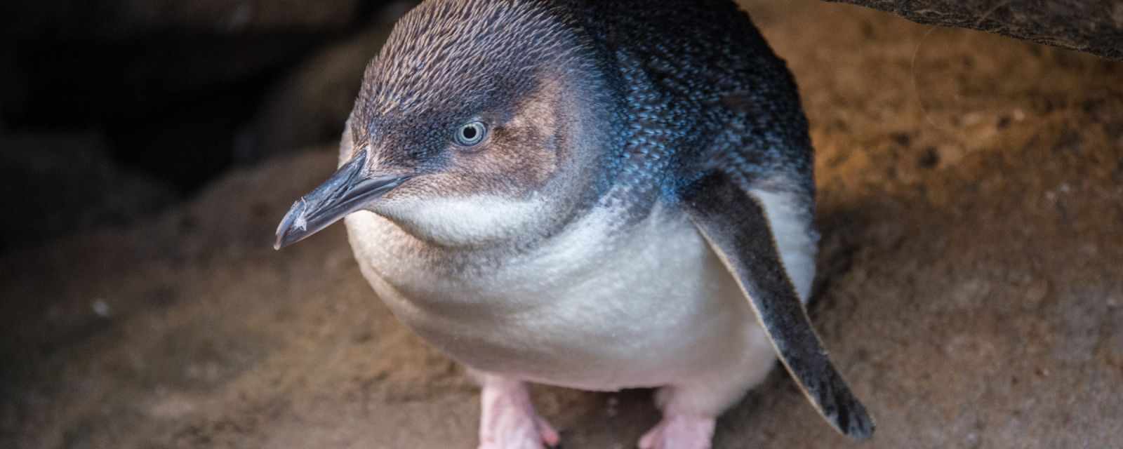Bicheno - Fairy Penguins in Tasmania - 6 Facts