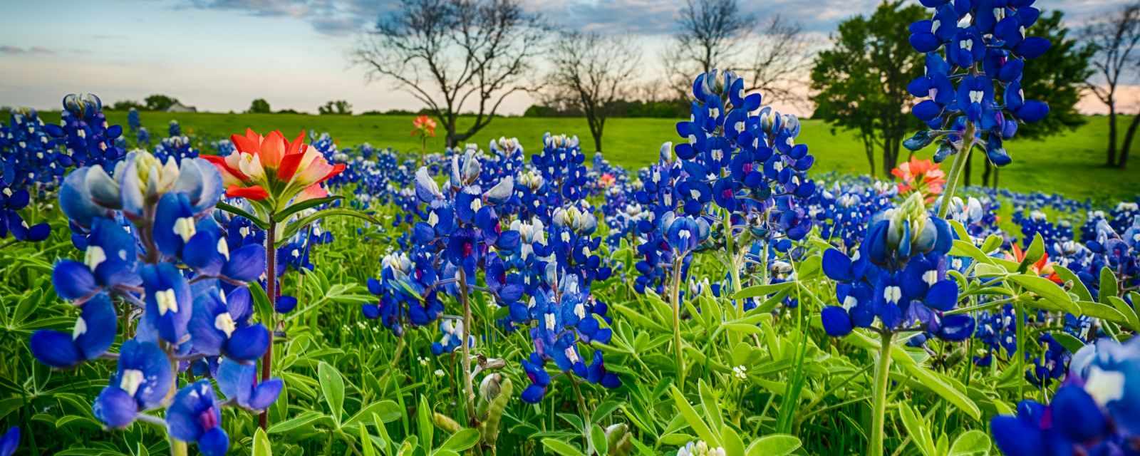 Bluebonnet Trails and Festival in Ennis, Texas, in April 2024