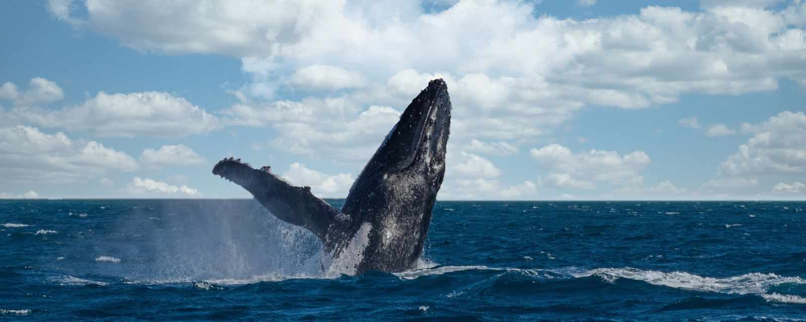 Boston Whale Watching Monthly Guide and 8 Tips