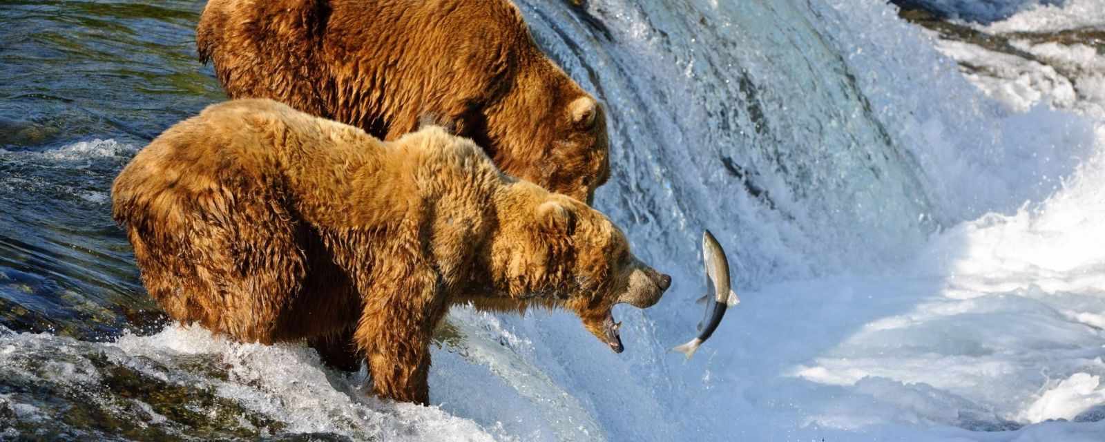 Brown Bears catching salmon in the air at Brooks Falls