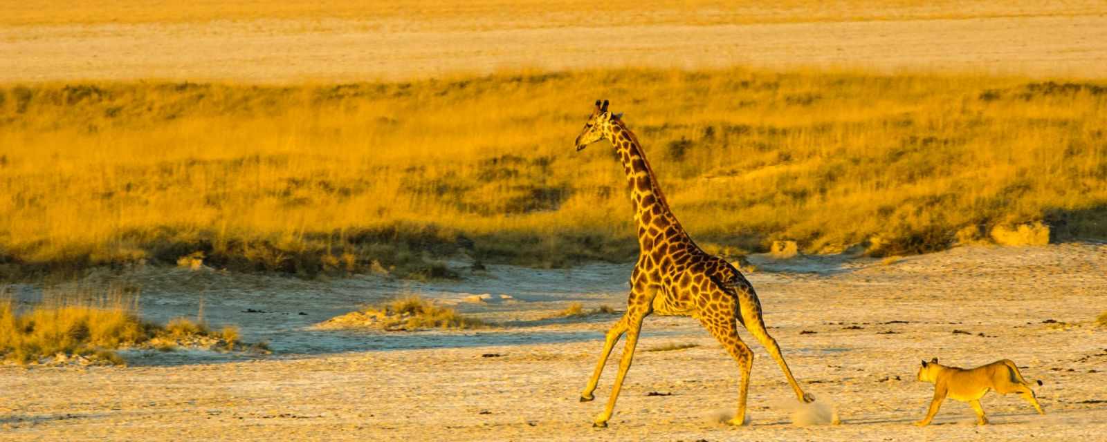 7 Tips for Self-Guided Safaris in Etosha - Season Guide and Facts