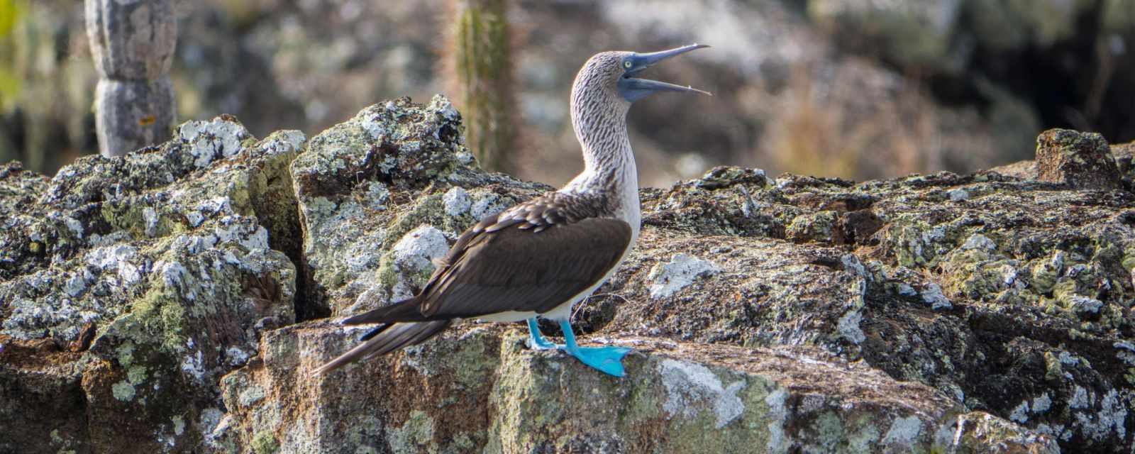 Galapagos Islands - Tips to Travel on a Budget - Season and Animal Guide