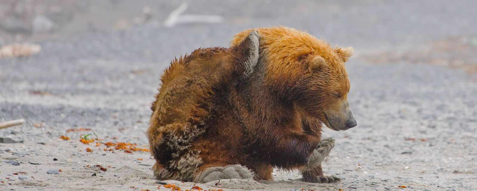 Alaska Bears in Hallo Bay in the Katmai National Park 