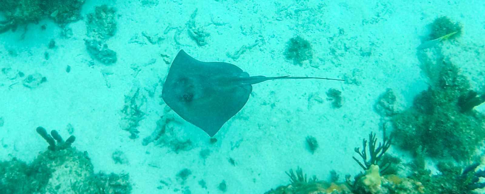 John Pennekamp State Park - Key Largo Snorkelling