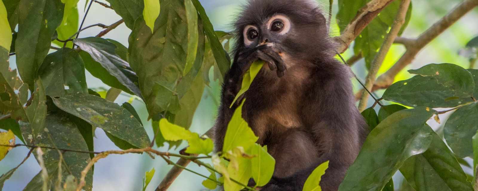 Dusky Langurs in the Khao Sok National Park