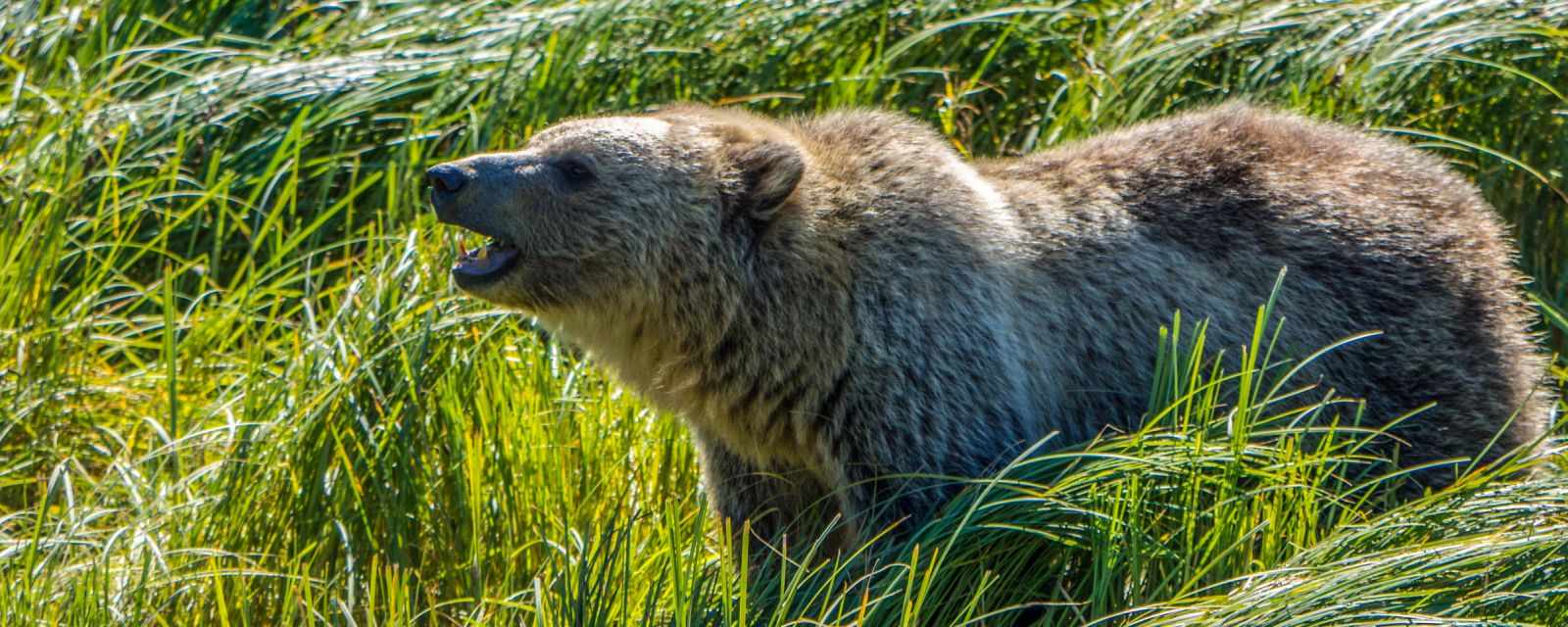 Grizzly feeding on high protein grass