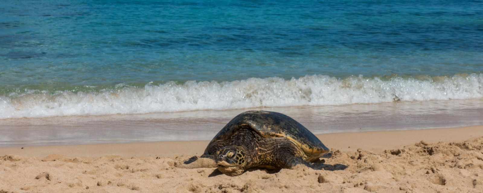Laniakea Turtle Beach in Oahu - Hawaii - 5 Tips