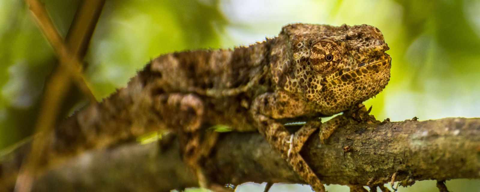 Chameleons in Amber Mountain National Park