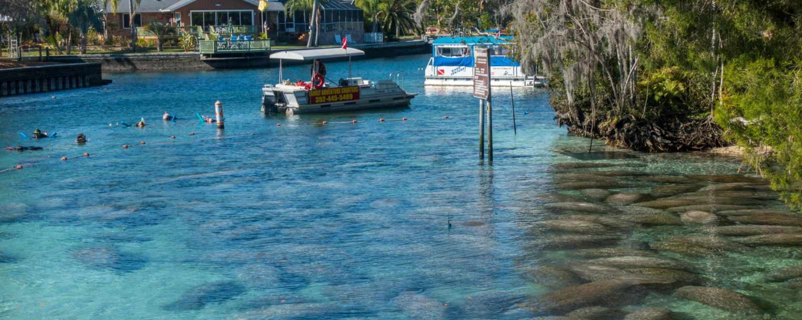 Swim With Manatees In Florida Crystal River Best Time 2 Visit Must Know Tips And Weather Swim With Manatees In Florida Crystal