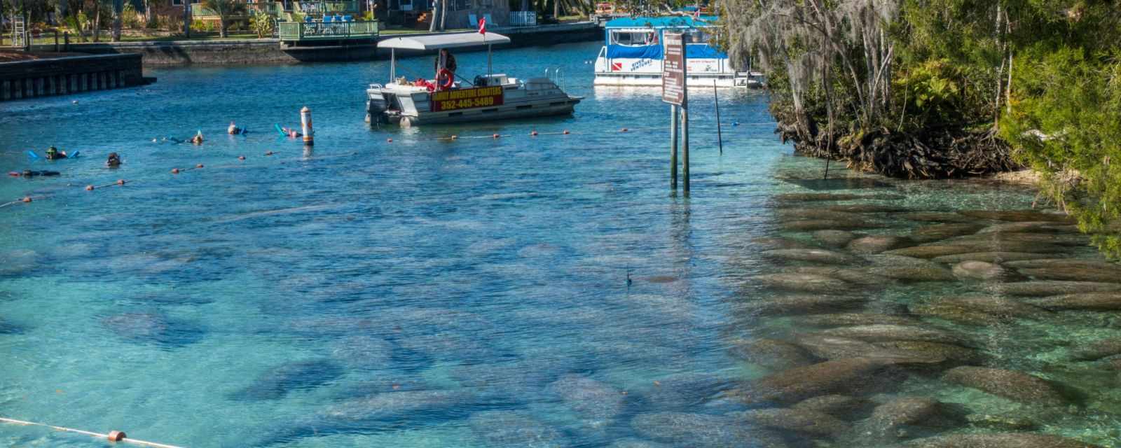 Swim With Manatees in Florida - 7 Must-Know Tips - Tours