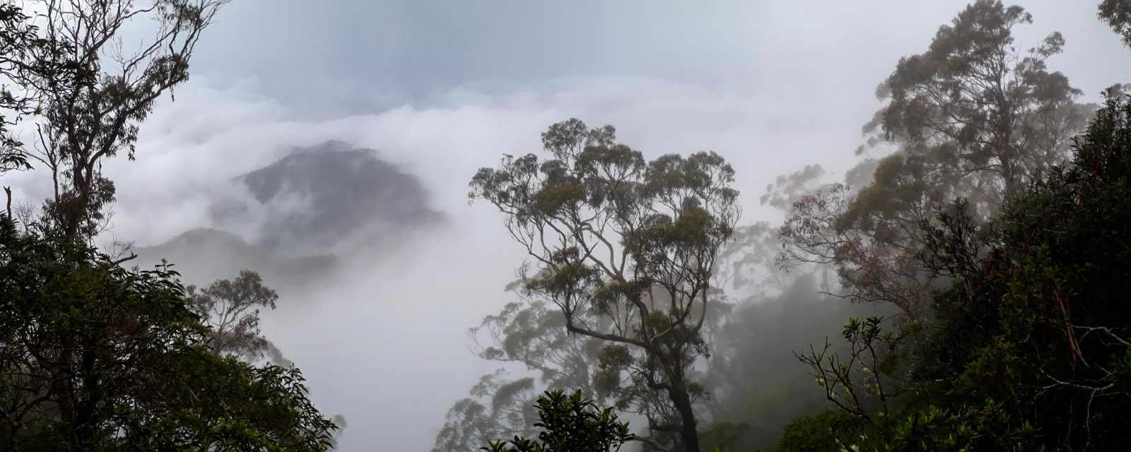 New England and Dorrigo National Park - Gondwana Rainforest