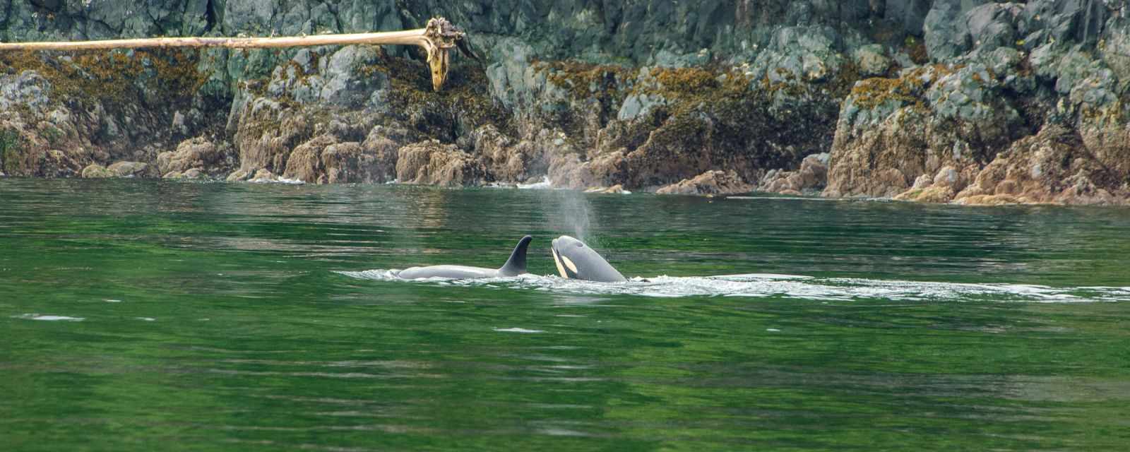 Orca Rubbing Beach Facts and Location - Vancouver Island