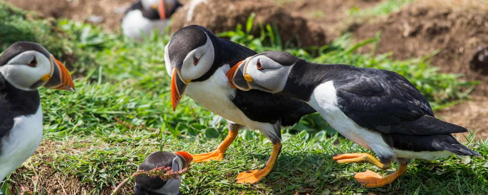 Puffins in burrows and playing