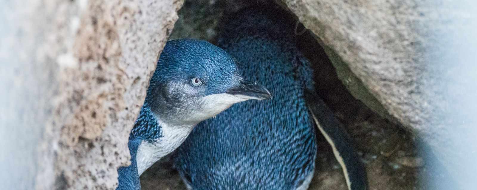 St. Kilda Little Penguins - Reopened in December 2024