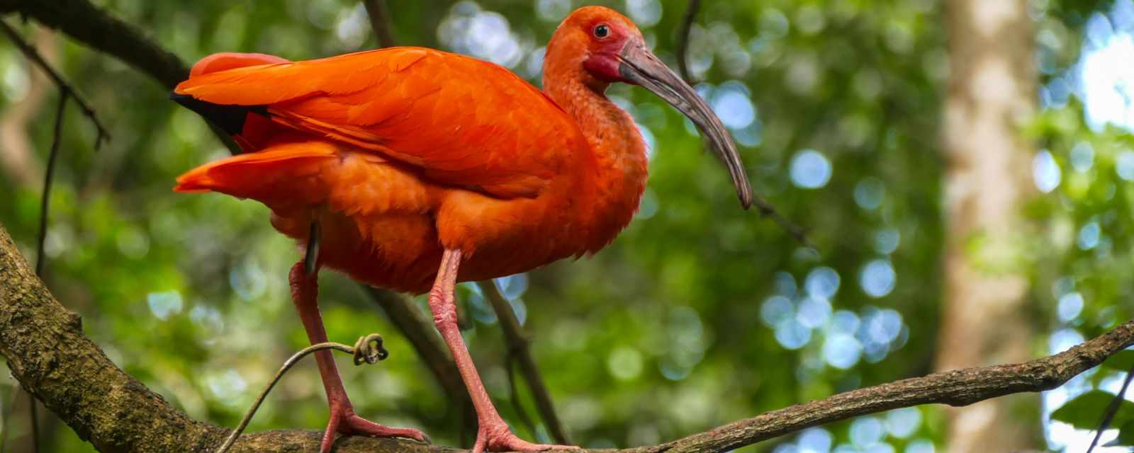 Scarlet Ibis in the Caroni Swamp - The Bird Sanctuary in Trinidad