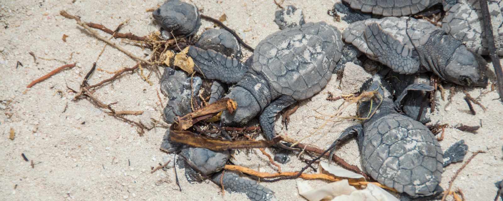 Cayo Largo - Turtle Watching in Cuba