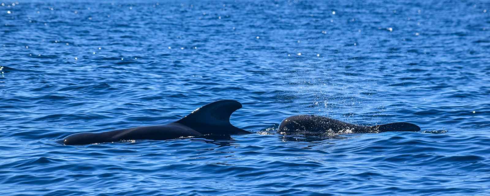 Whale and Dolphin Watching Tenerife - Whale Seasons Guide and Packing List