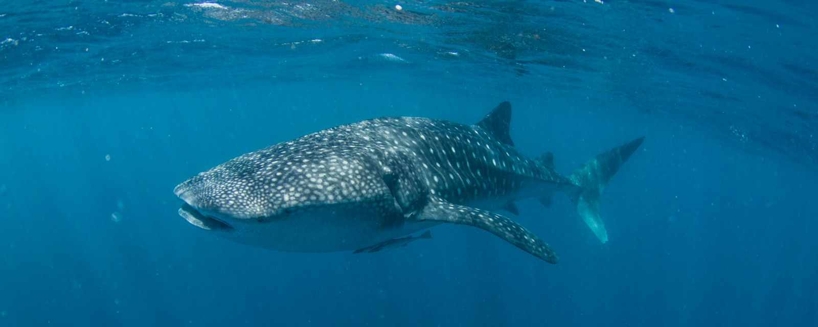 Swim With Whale Sharks and Humpbacks Along Ningaloo Reef