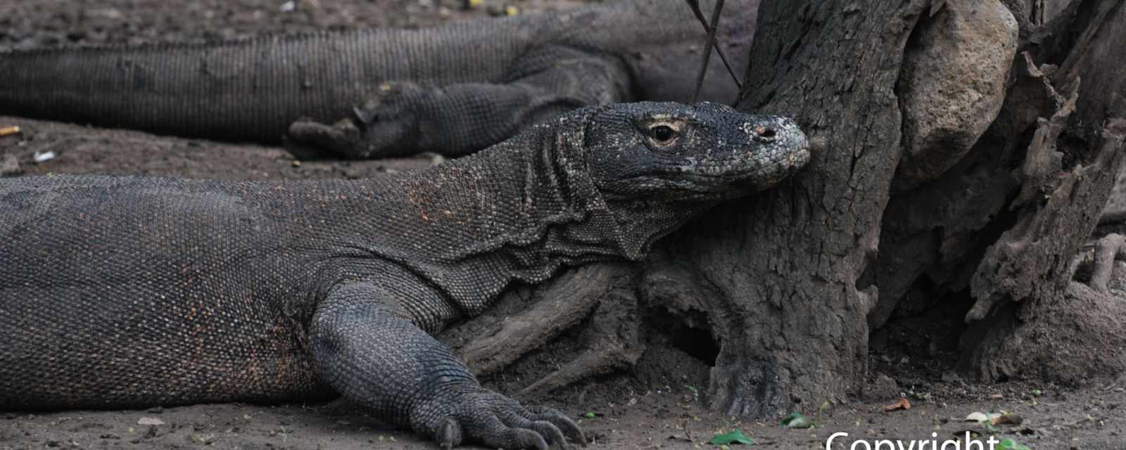 Komodo Dragons on Komodo and Rinca Island in Indonesia