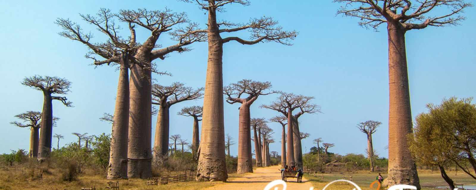 Baobabs Along the Avenue de Baobab in Madagascar