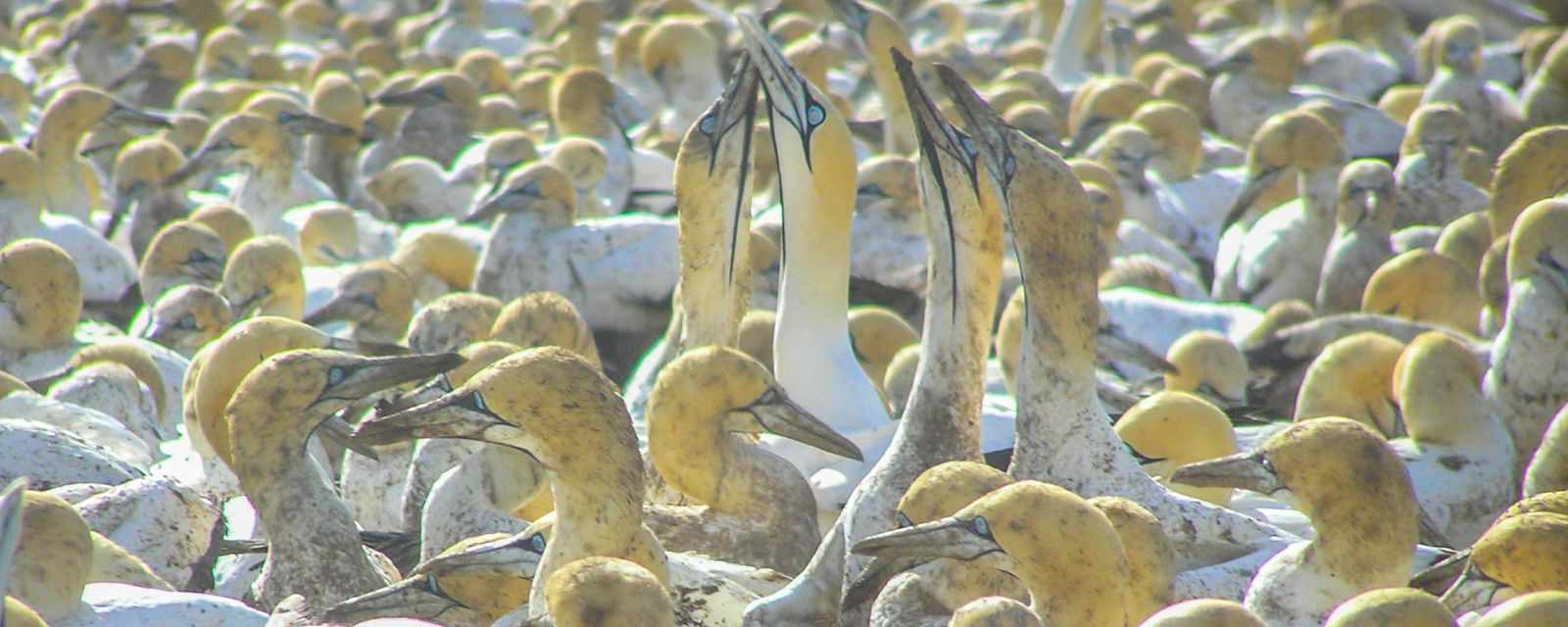 Cape Gannet Colony - Bird Island at Lambert's Bay