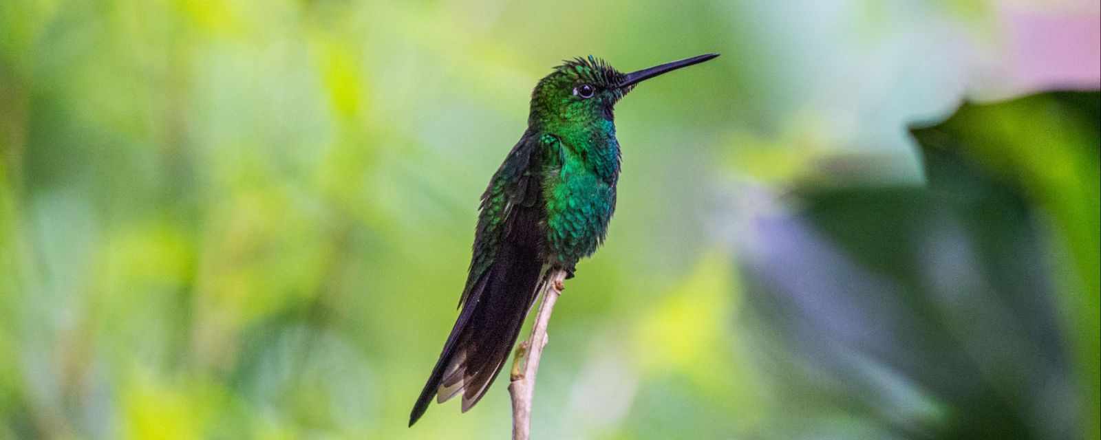 Bird Watching Guide and Seasons for Mindo Cloud Forest in Ecuador