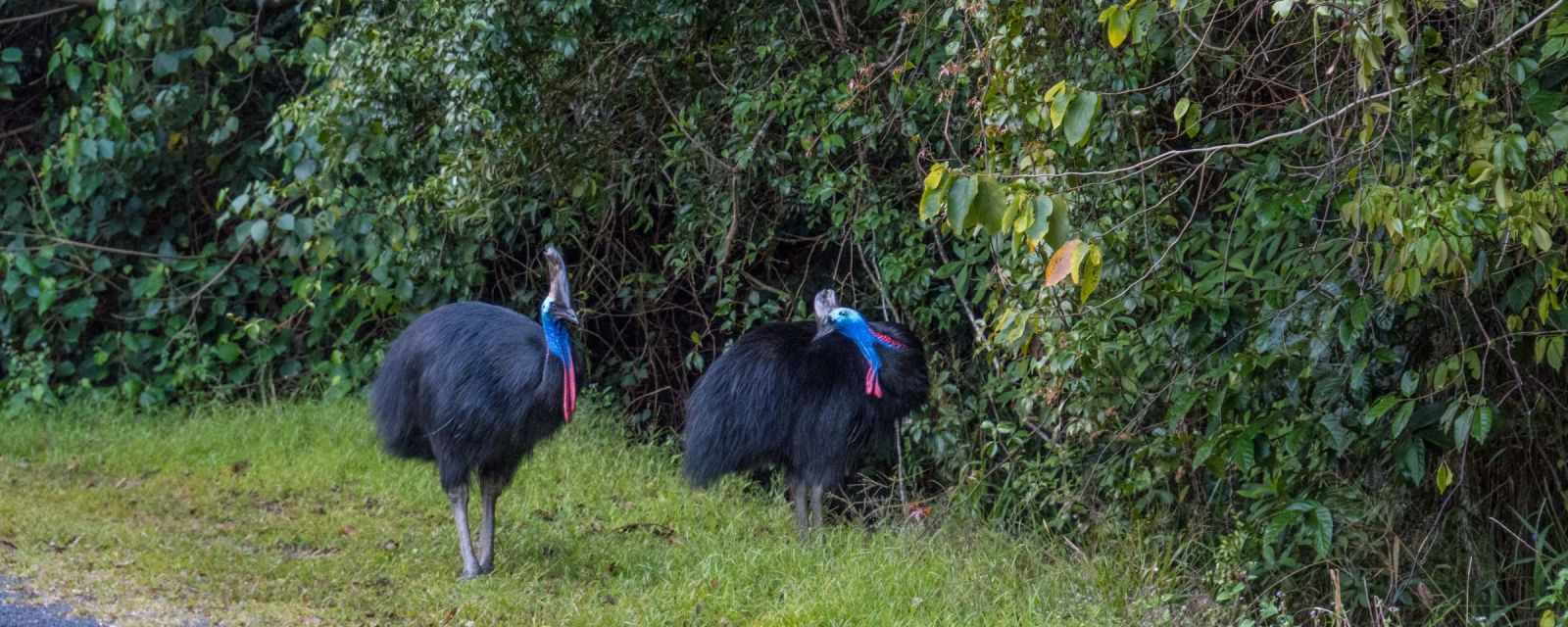 A Cassowary couple next to the Etty Bay Road