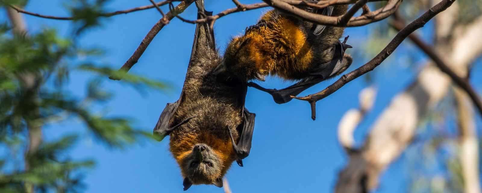 Flying Foxes, the Bat Colony at Yarra Bend Close to Melbourne