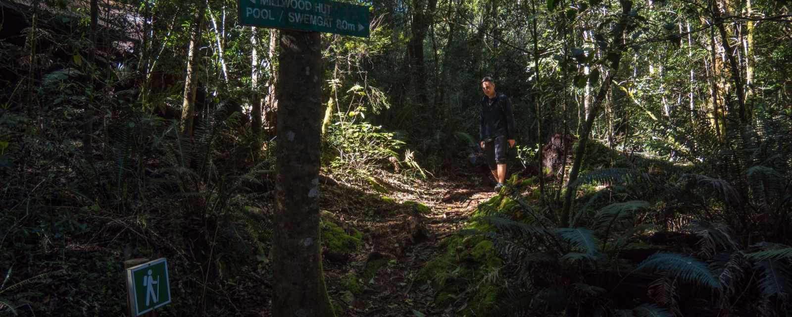 Jubilee Creek Picnic Site and Hike in the Knysna Forest