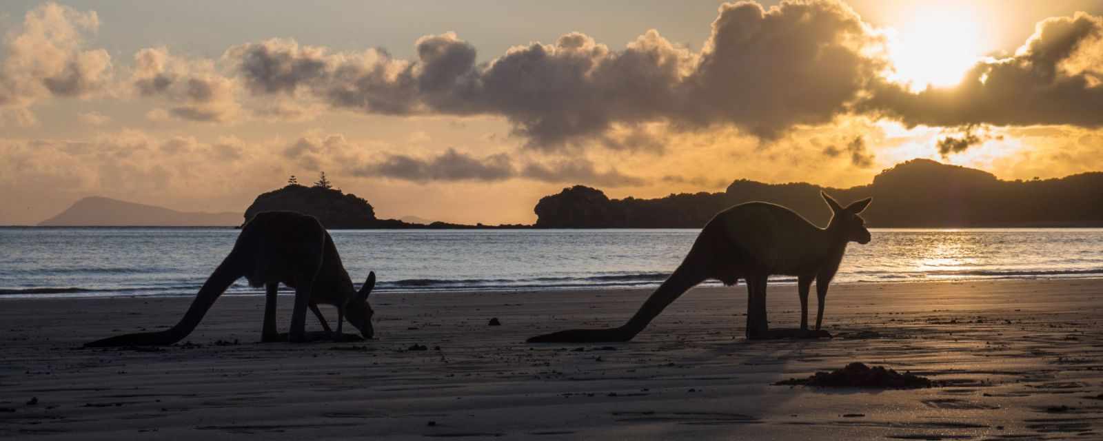 Kangaroos on the beach at sunrise in Queensland